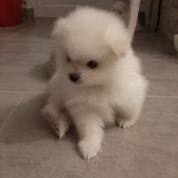 5 spitz petit, nain recherchent famille pour la vie #7