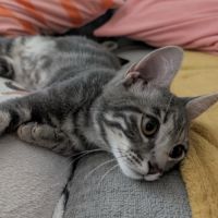 Grisou un petit coeur qui cherche sa famille