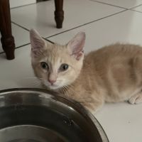 Bubule, une petite battante à la recherche de sa f #2