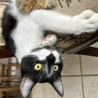 Pomme attend sa famille pour la vie #3