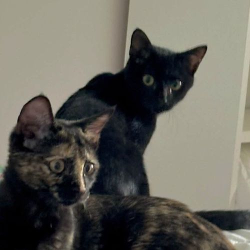 Jasmin et marguerite #4
