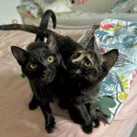 Jasmin et marguerite