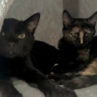 Jasmin et marguerite #2