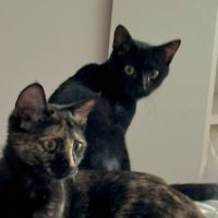 Jasmin et marguerite #4