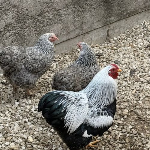 Coq pure race wyandotte naine pma 2026