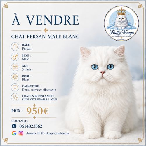 Chatons persans blancs mâles #0