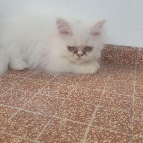 Chatons persans blancs mâles #2