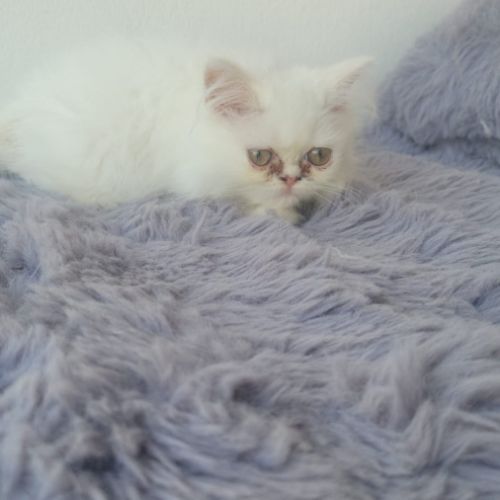 Chatons persans blancs mâles #3