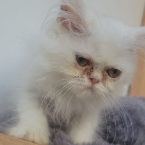 Chatons persans blancs mâles #4