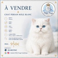 Chatons persans blancs mâles