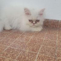 Chatons persans blancs mâles #2