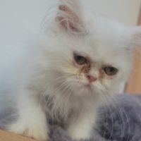 Chatons persans blancs mâles #4