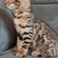 Chaton bengal