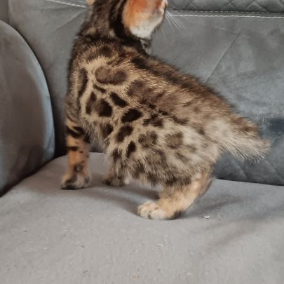 Chaton bengal #1