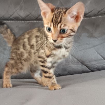 Chaton bengal #2