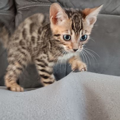 Chaton bengal #4