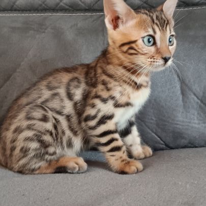 Chaton bengal #6