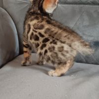 Chaton bengal #1