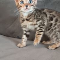 Chaton bengal #3