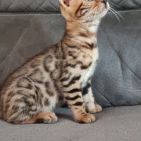 Chaton bengal #7