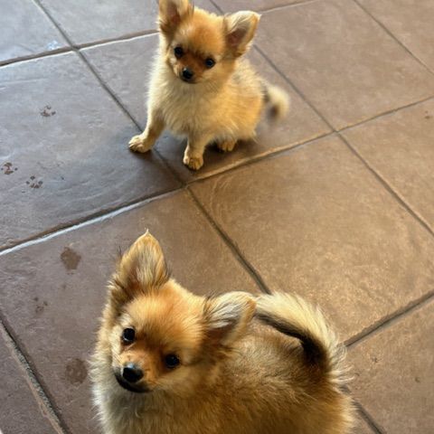 Spitz male #0
