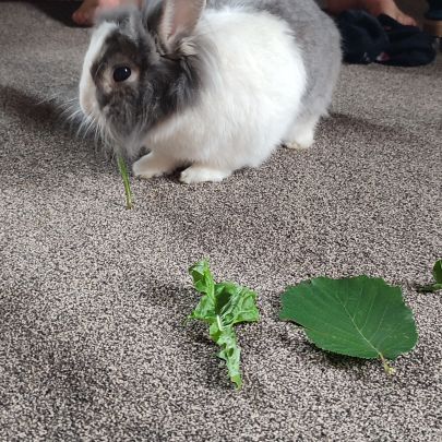 Lapin nain tête de lyon