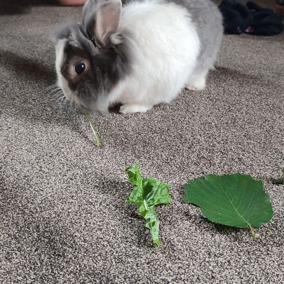 Lapin nain tête de lyon #2