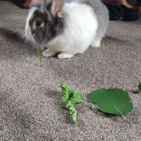 Lapin nain tête de lyon