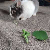 Lapin nain tête de lyon #2