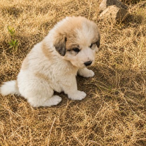 Chiot montagne des pyrénées #1