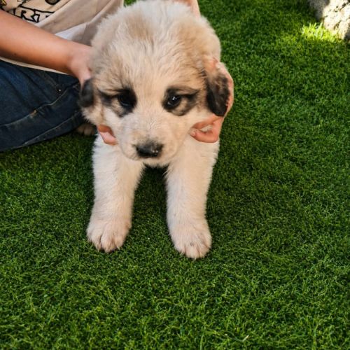 Chiot montagne des pyrénées #4
