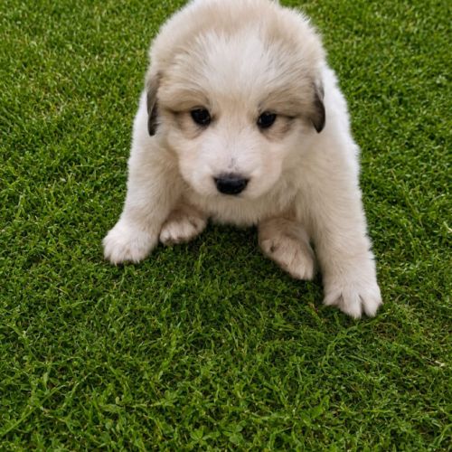 Chiot montagne des pyrénées #5