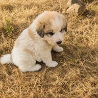 Chiot montagne des pyrénées #1