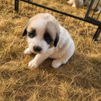 Chiot montagne des pyrénées #2
