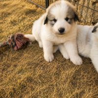 Chiot montagne des pyrénées #3