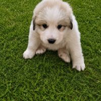 Chiot montagne des pyrénées #5