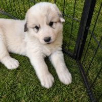 Chiot montagne des pyrénées