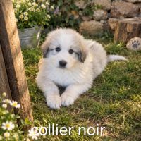Chiot montagne des pyrénées
