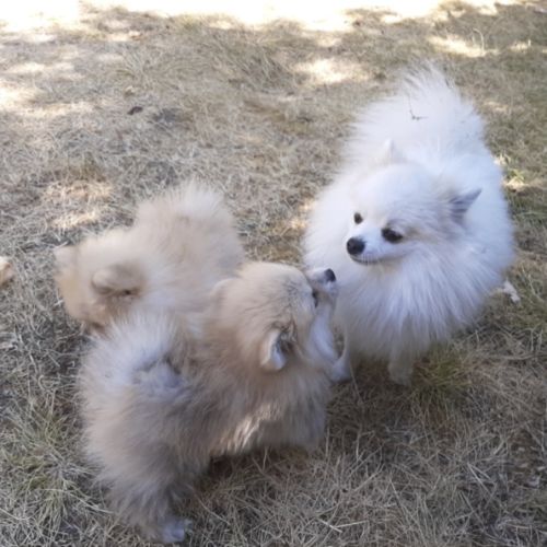 5 chiots de type spitz nains ou petits #1