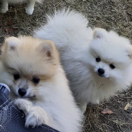 5 chiots de type spitz nains ou petits #2