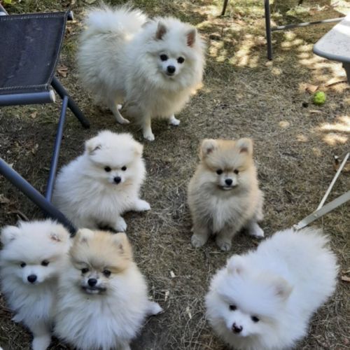 5 chiots de type spitz nains ou petits #4