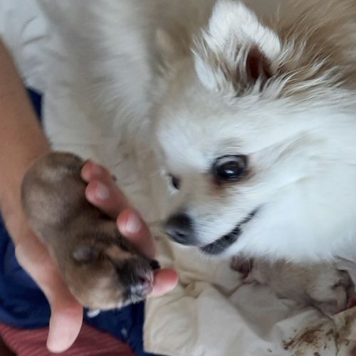 5 chiots de type spitz nains ou petits #5