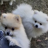 5 chiots de type spitz nains ou petits #2