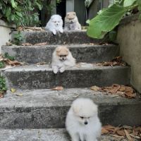 5 chiots de type spitz nains ou petits #3