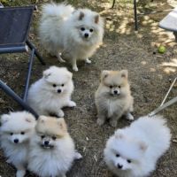 5 chiots de type spitz nains ou petits #4