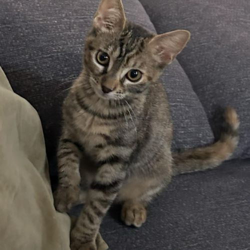 Barbalala cherche sa famille pour la vie #2