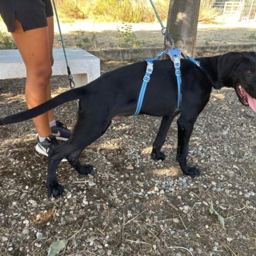 Scooby, adorable chiot de 6 mois #1