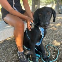 Scooby, adorable chiot de 6 mois