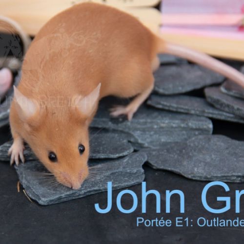 Souris mâle red à adopter #0