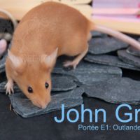 Souris mâle red à adopter